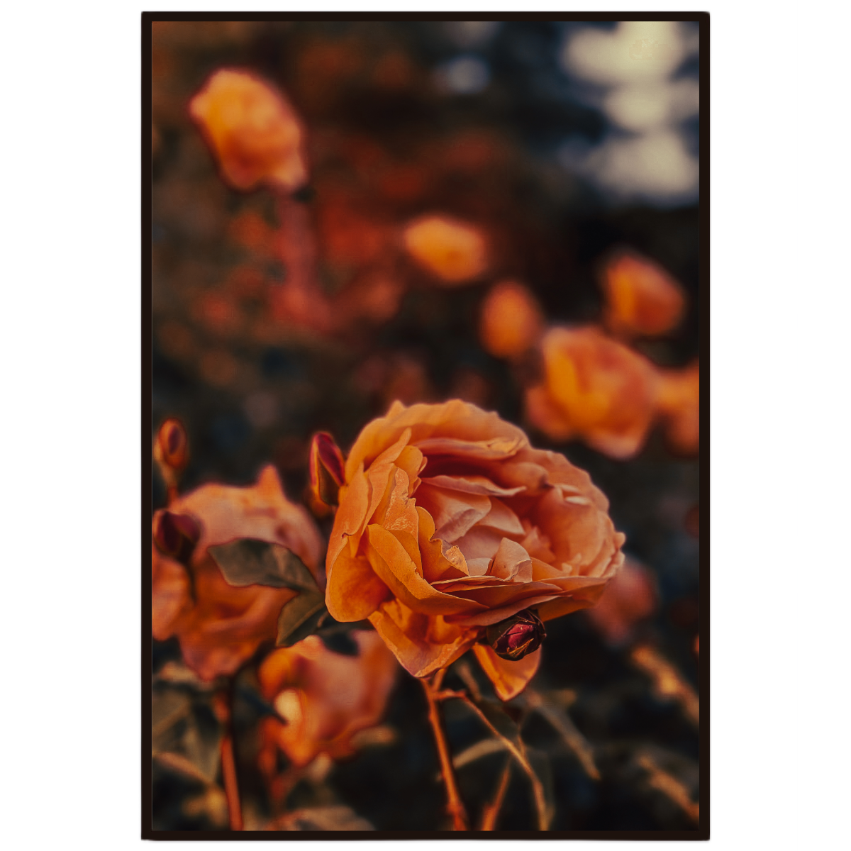 Golden Rose