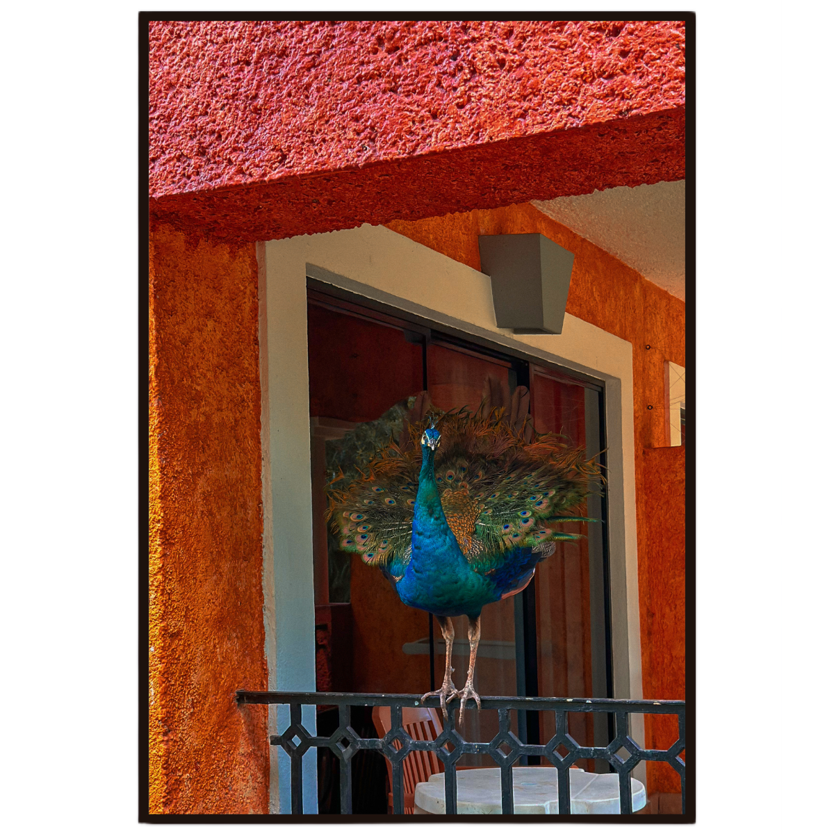 Sunlit Balcony wall art featuring a peacock on a colourful balcony in Mexico.