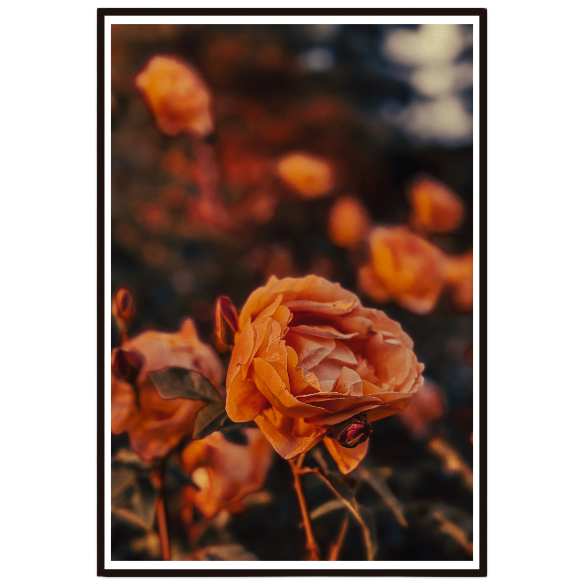 Golden Rose