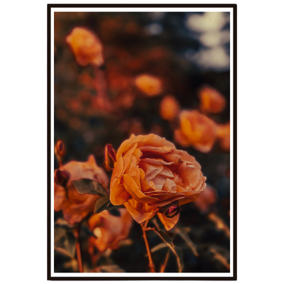Golden Rose