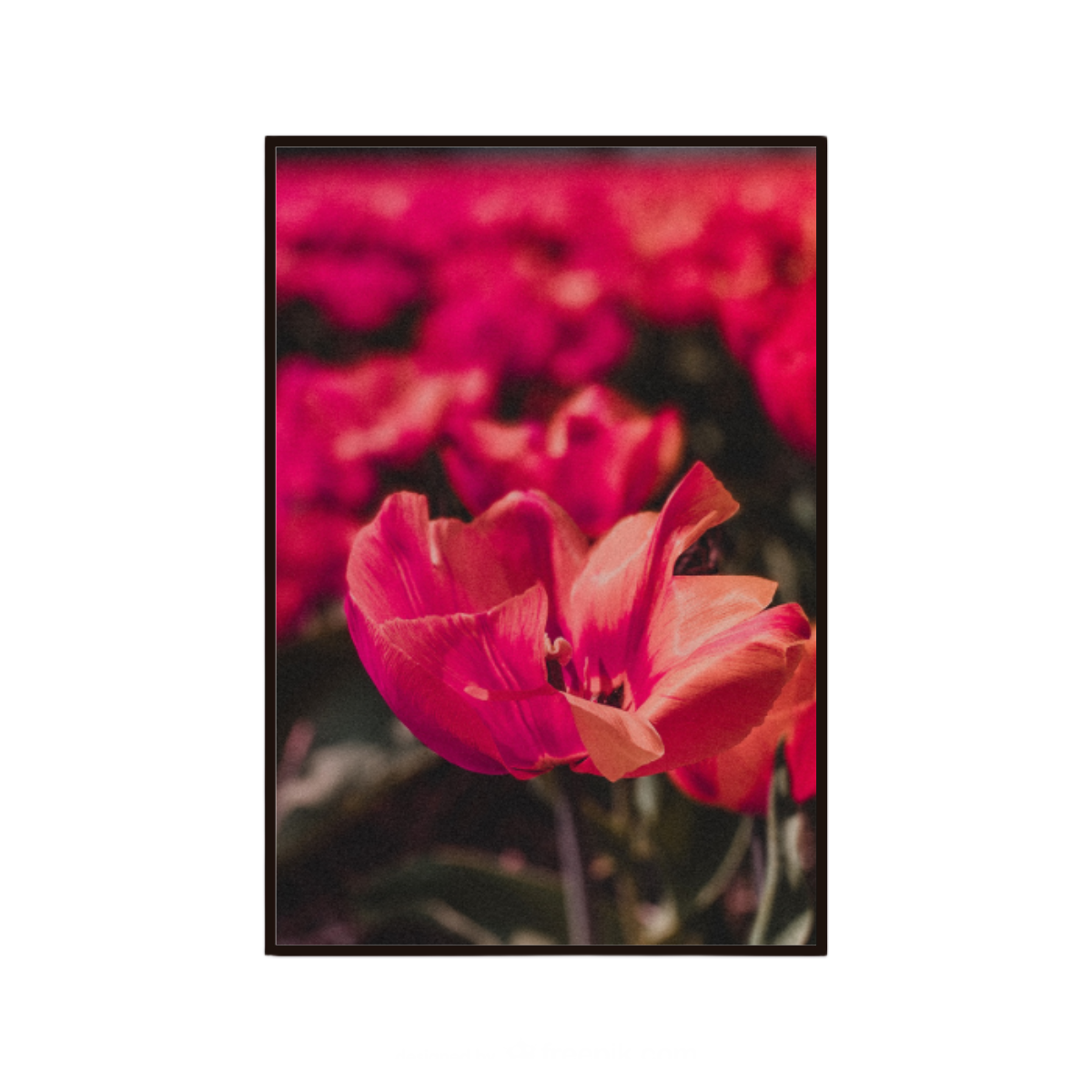 Floral wall art featuring soft peach toned tulips in bloom.