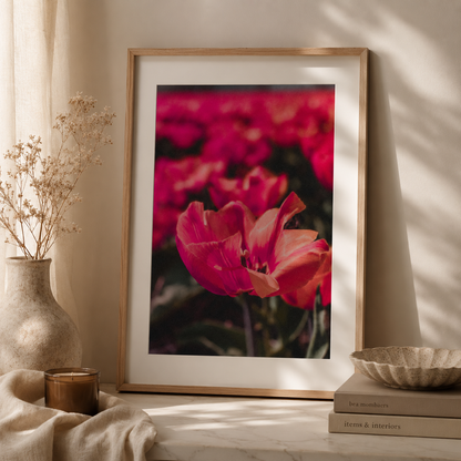 Floral wall art featuring soft peach toned tulips in bloom.