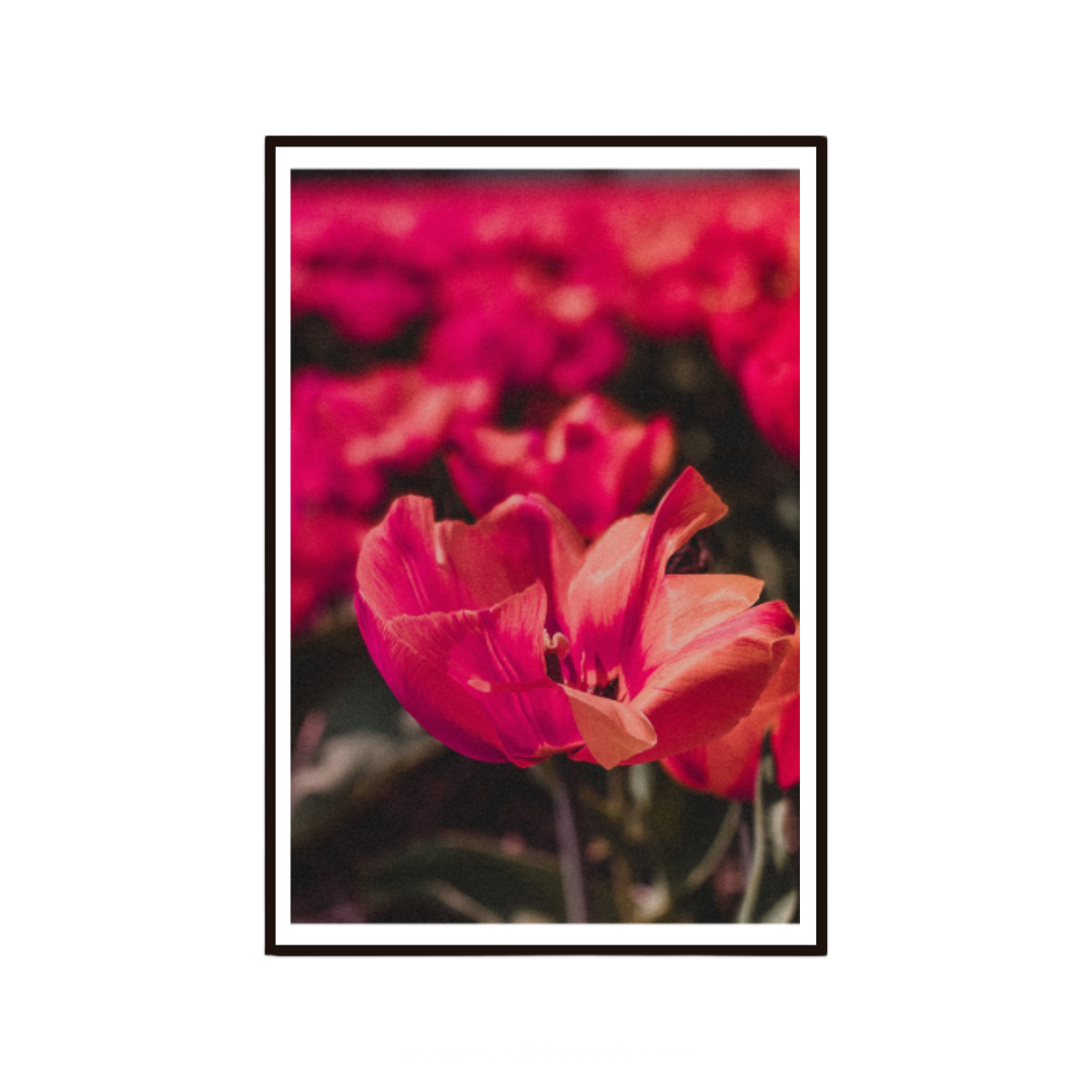 Floral wall art featuring soft peach toned tulips in bloom.