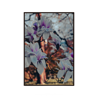 Magnolia wall art featuring delicate blossoms in soft natural light.