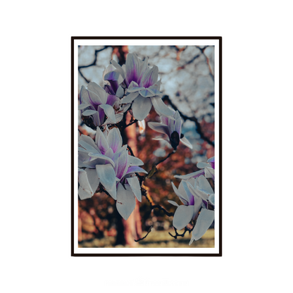 Magnolia wall art featuring delicate blossoms in soft natural light.
