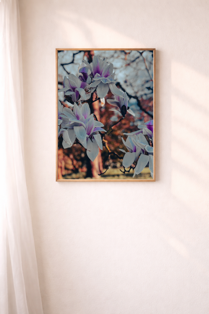 Magnolia wall art featuring delicate blossoms in soft natural light.