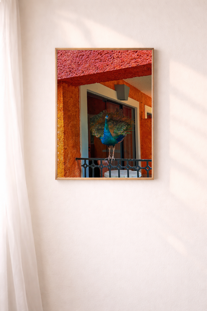 Sunlit Balcony wall art featuring a peacock on a colourful balcony in Mexico.