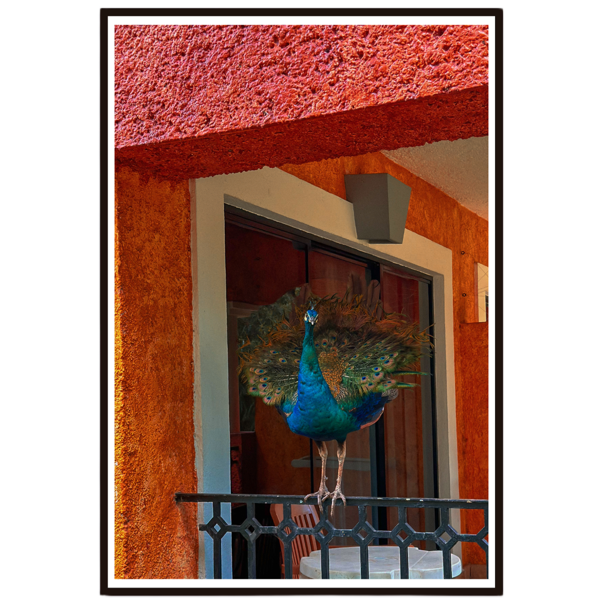 Sunlit Balcony wall art featuring a peacock on a colourful balcony in Mexico.