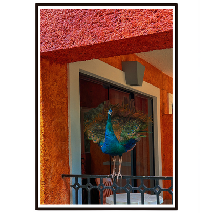 Sunlit Balcony wall art featuring a peacock on a colourful balcony in Mexico.