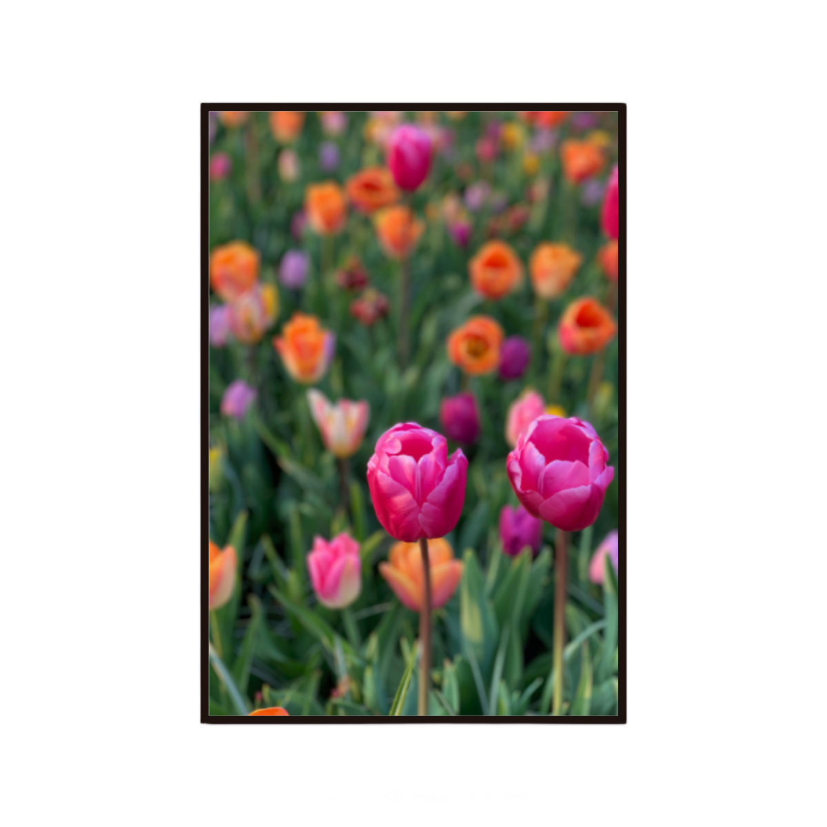 Floral wall art featuring colourful tulips inspired by Amsterdam and the Netherlands.