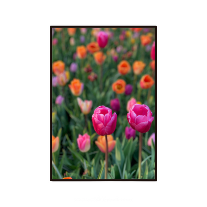 Floral wall art featuring colourful tulips inspired by Amsterdam and the Netherlands.