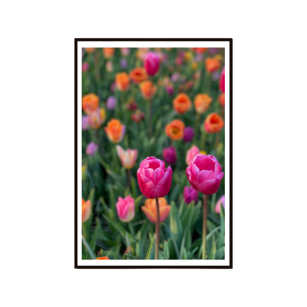 Floral wall art featuring colourful tulips inspired by Amsterdam and the Netherlands.